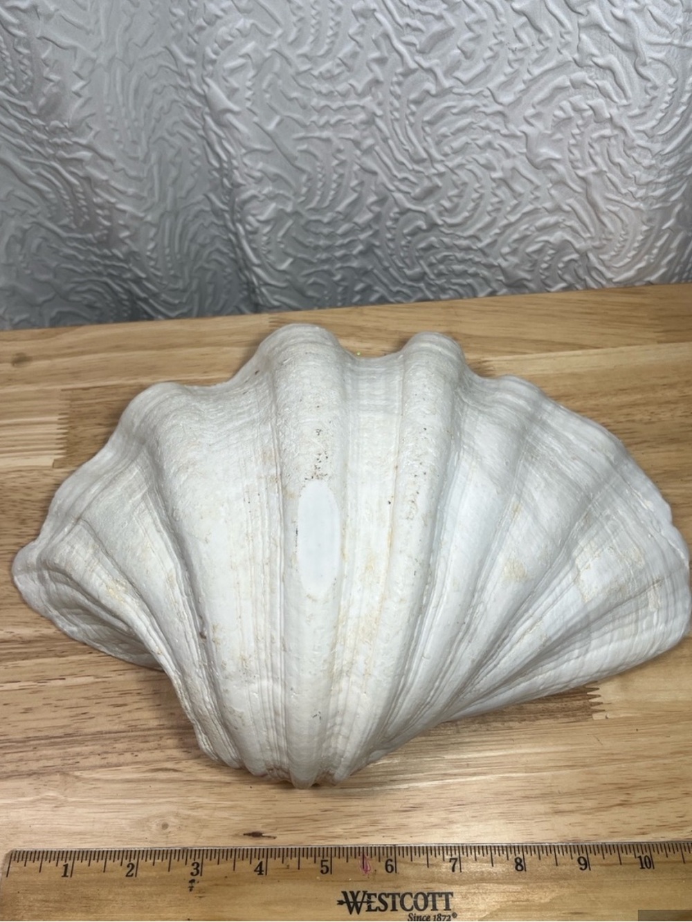 Faux Giant Clam Shell Bowl 11 Inch White Coastal Beach Decor Catchall